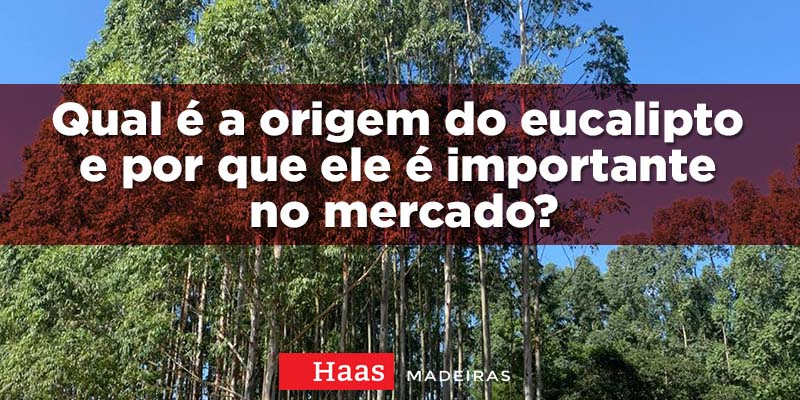 Haas-madeiras-blog-qual-a-importancia-do-eucalipto-e-por-que-ele-e-importante-no-mercado